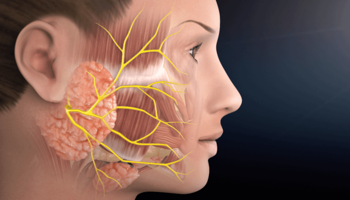 partoid-gland